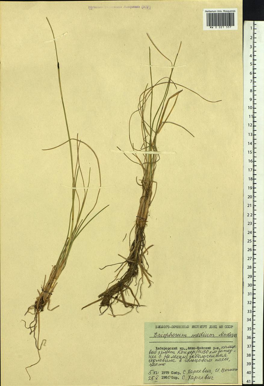 Eriophorum × medium Andersson, Siberia, Russian Far East (S6) (Russia)