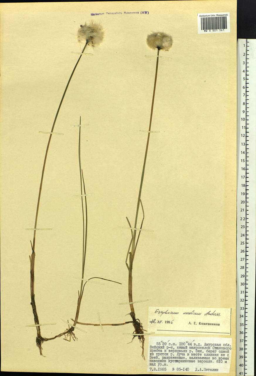 Eriophorum × medium Andersson, Siberia, Russian Far East (S6) (Russia)