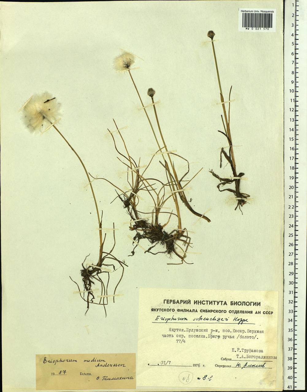 Eriophorum medium Andersson, Siberia, Yakutia (S5) (Russia)