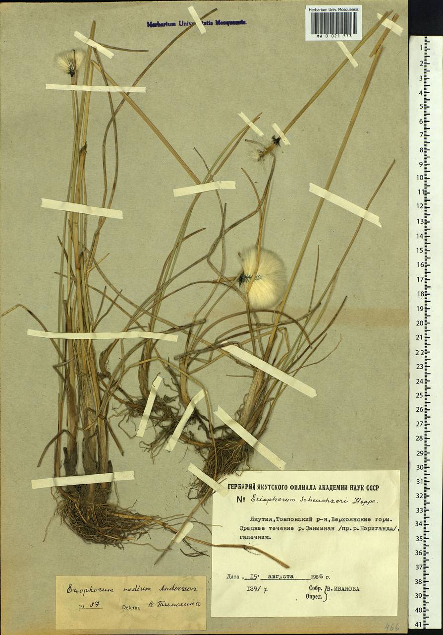 Eriophorum × medium Andersson, Siberia, Yakutia (S5) (Russia)