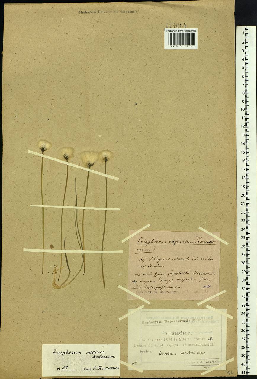 Eriophorum medium Andersson, Siberia, Yakutia (S5) (Russia)