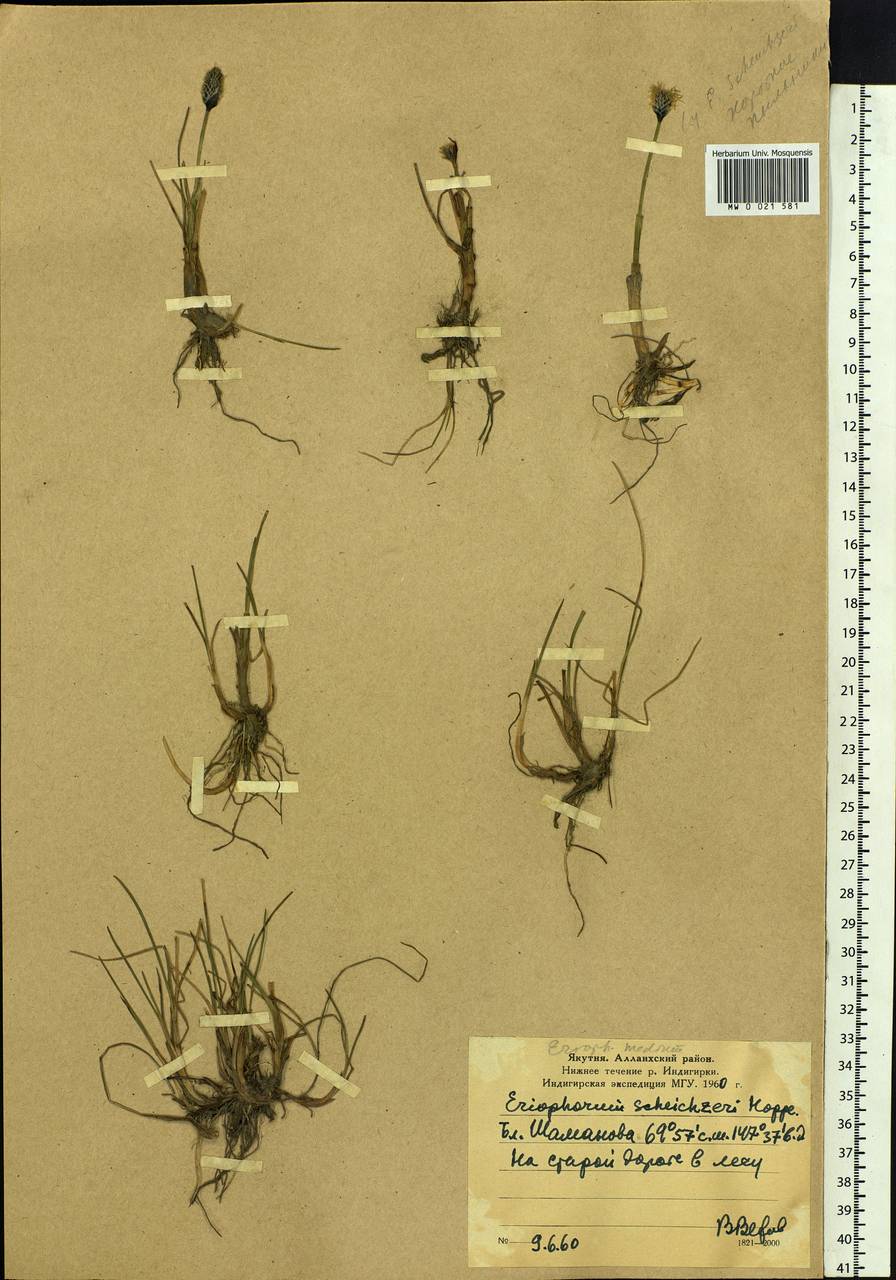 Eriophorum × medium Andersson, Siberia, Yakutia (S5) (Russia)