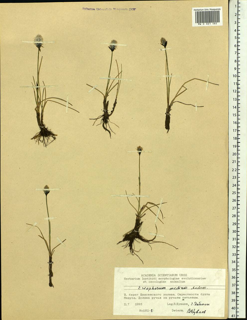 Eriophorum medium Andersson, Siberia, Central Siberia (S3) (Russia)