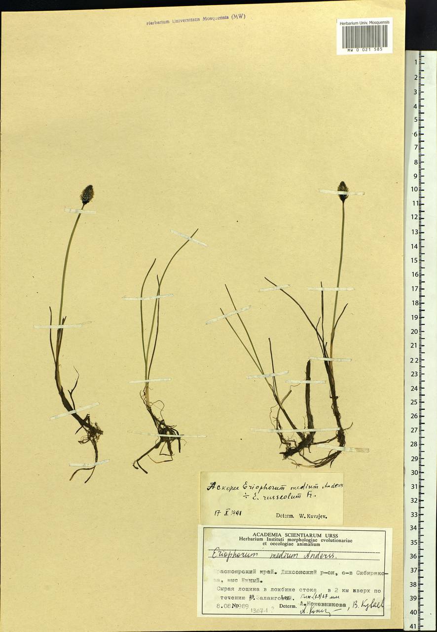 Eriophorum × medium Andersson, Siberia, Central Siberia (S3) (Russia)