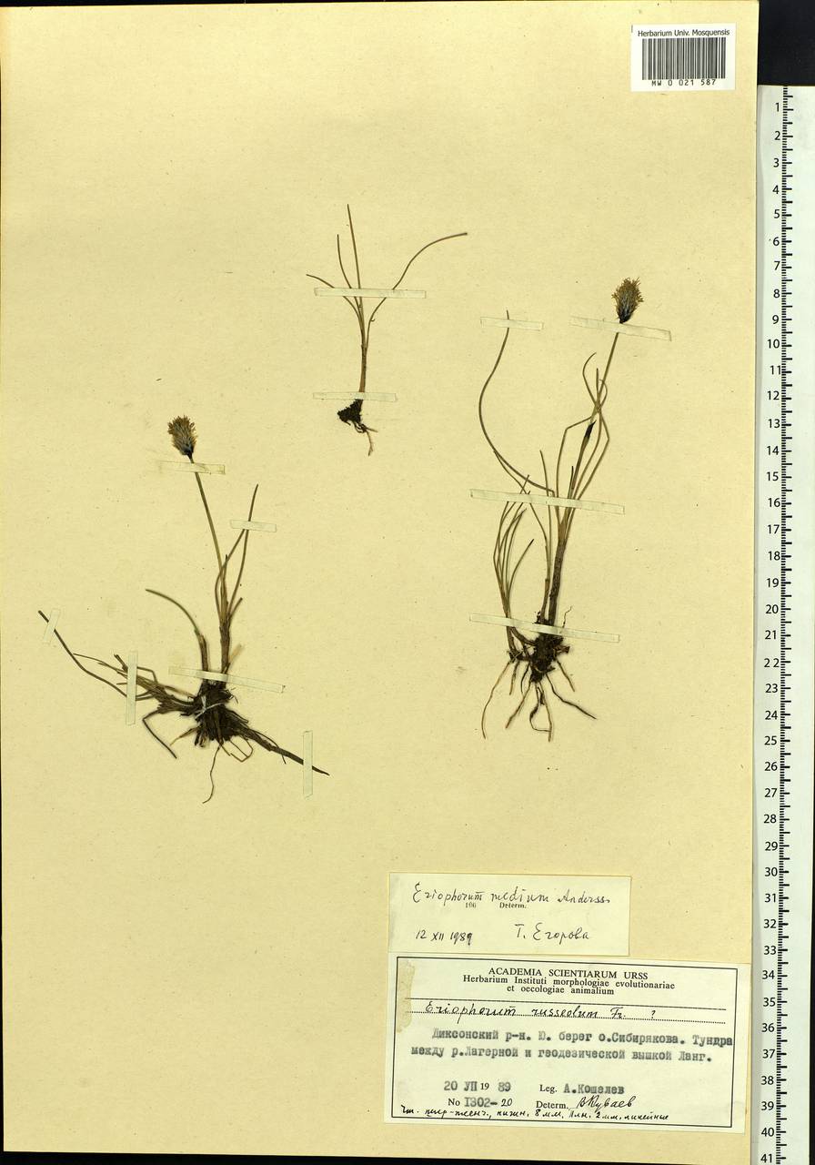 Eriophorum × medium Andersson, Siberia, Central Siberia (S3) (Russia)