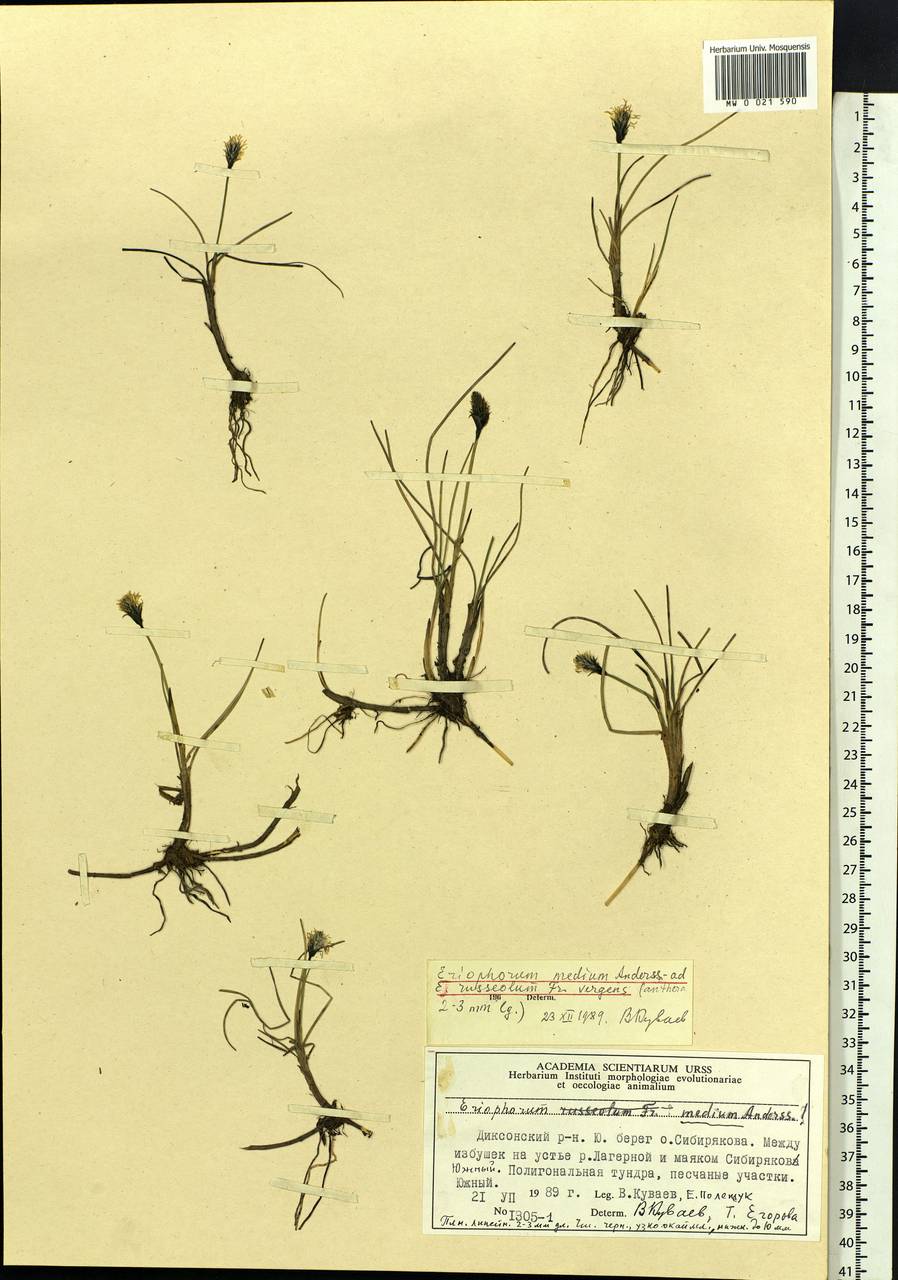 Eriophorum × medium Andersson, Siberia, Central Siberia (S3) (Russia)