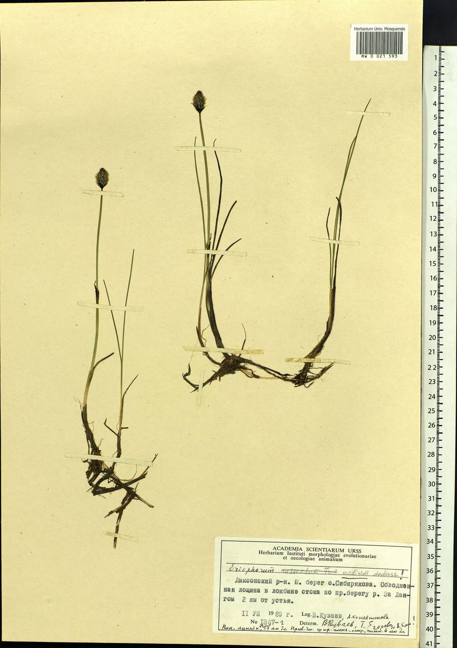 Eriophorum × medium Andersson, Siberia, Central Siberia (S3) (Russia)
