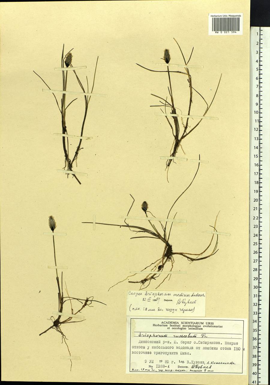 Eriophorum × medium Andersson, Siberia, Central Siberia (S3) (Russia)