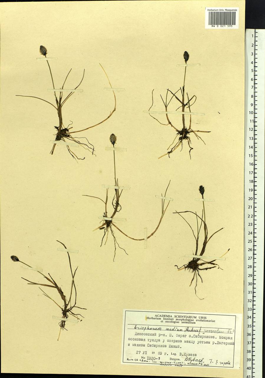 Eriophorum medium Andersson, Siberia, Central Siberia (S3) (Russia)