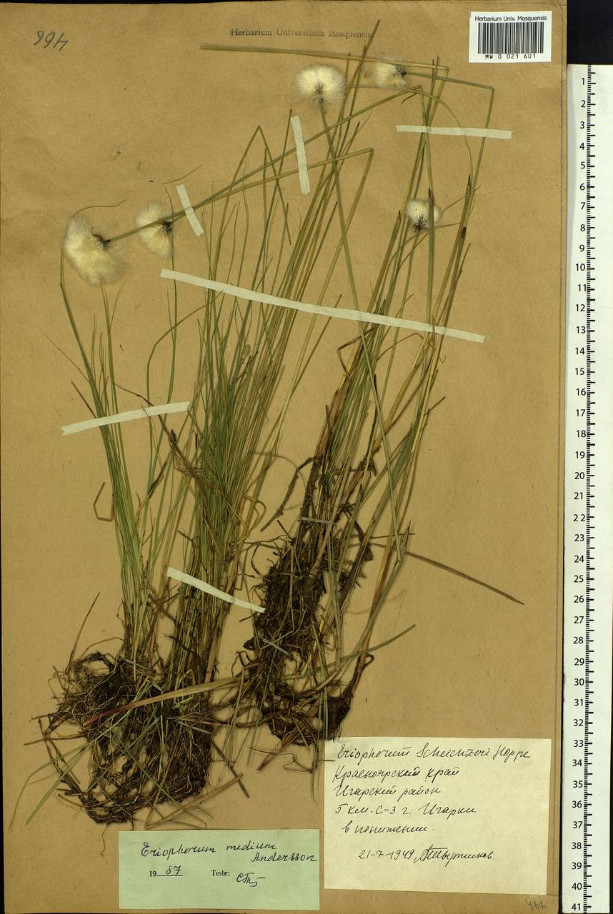 Eriophorum × medium Andersson, Siberia, Central Siberia (S3) (Russia)
