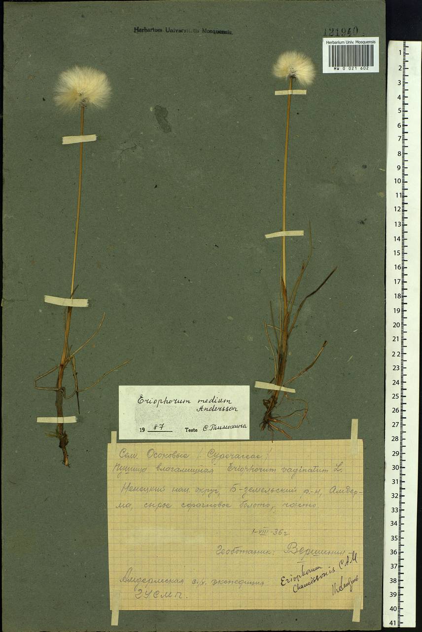 Eriophorum × medium Andersson, Eastern Europe, Northern region (E1) (Russia)