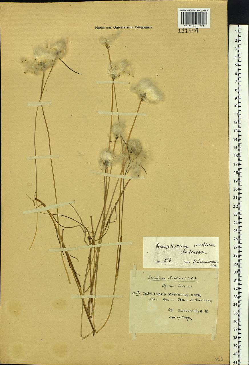 Eriophorum × medium Andersson, Siberia, Central Siberia (S3) (Russia)