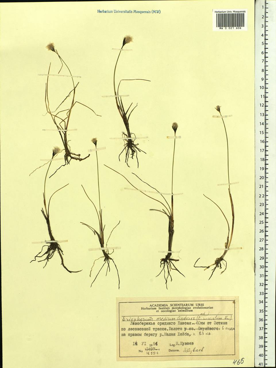 Eriophorum medium Andersson, Siberia, Central Siberia (S3) (Russia)