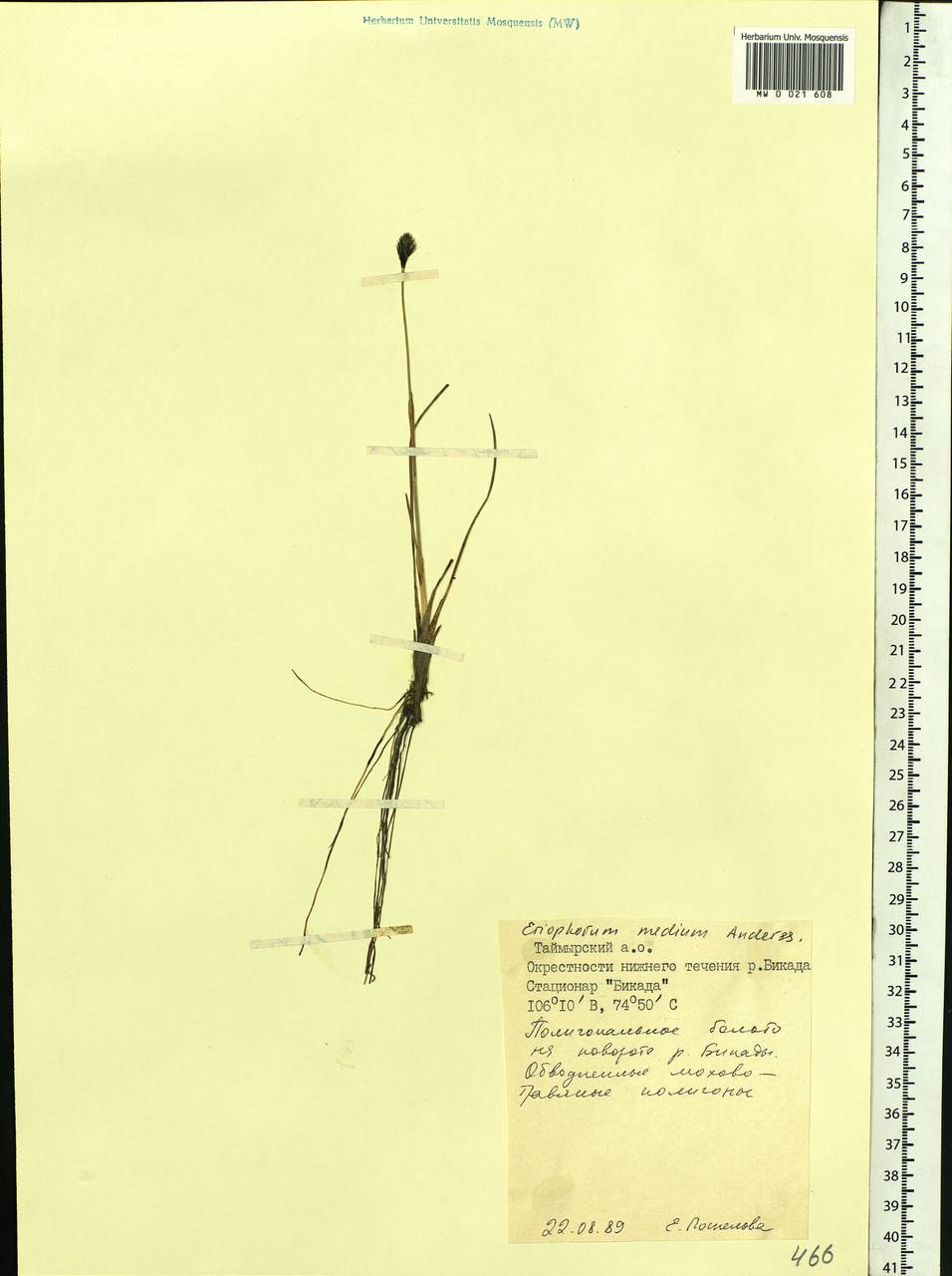 Eriophorum medium Andersson, Siberia, Central Siberia (S3) (Russia)