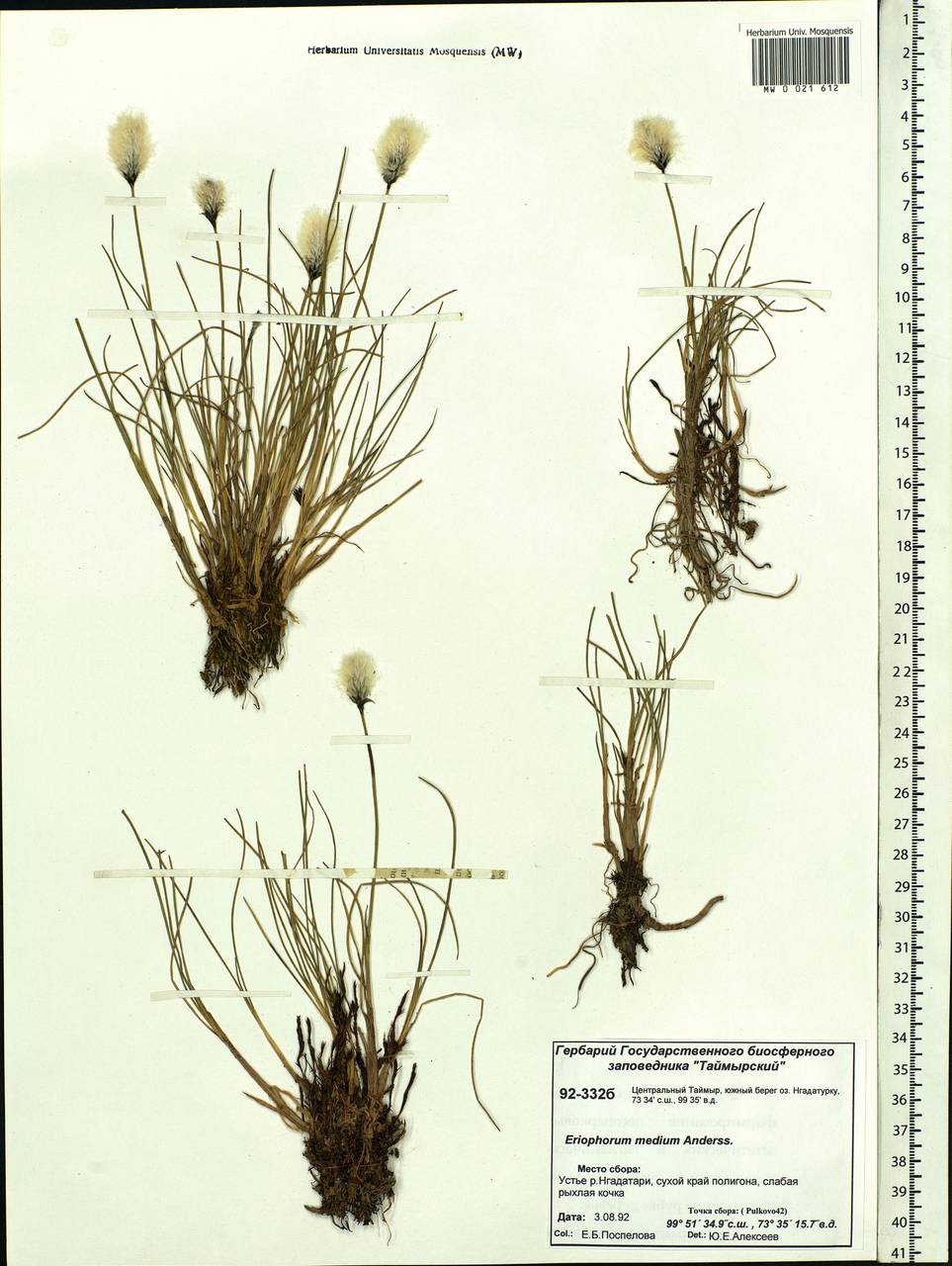 Eriophorum × medium Andersson, Siberia, Central Siberia (S3) (Russia)