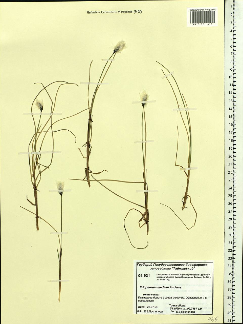 Eriophorum medium Andersson, Siberia, Central Siberia (S3) (Russia)