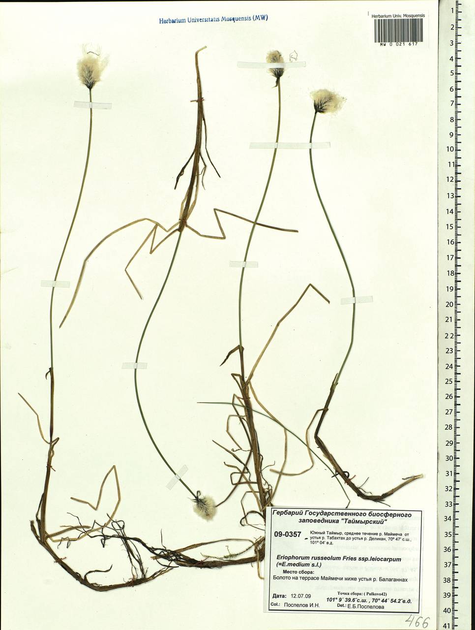 Eriophorum × medium Andersson, Siberia, Central Siberia (S3) (Russia)