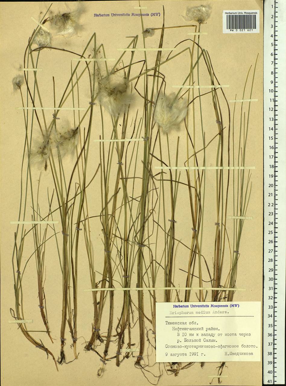 Eriophorum medium Andersson, Siberia, Western Siberia (S1) (Russia)