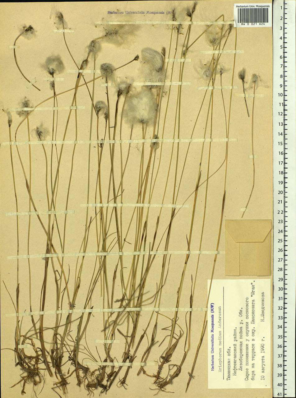 Eriophorum medium Andersson, Siberia, Western Siberia (S1) (Russia)