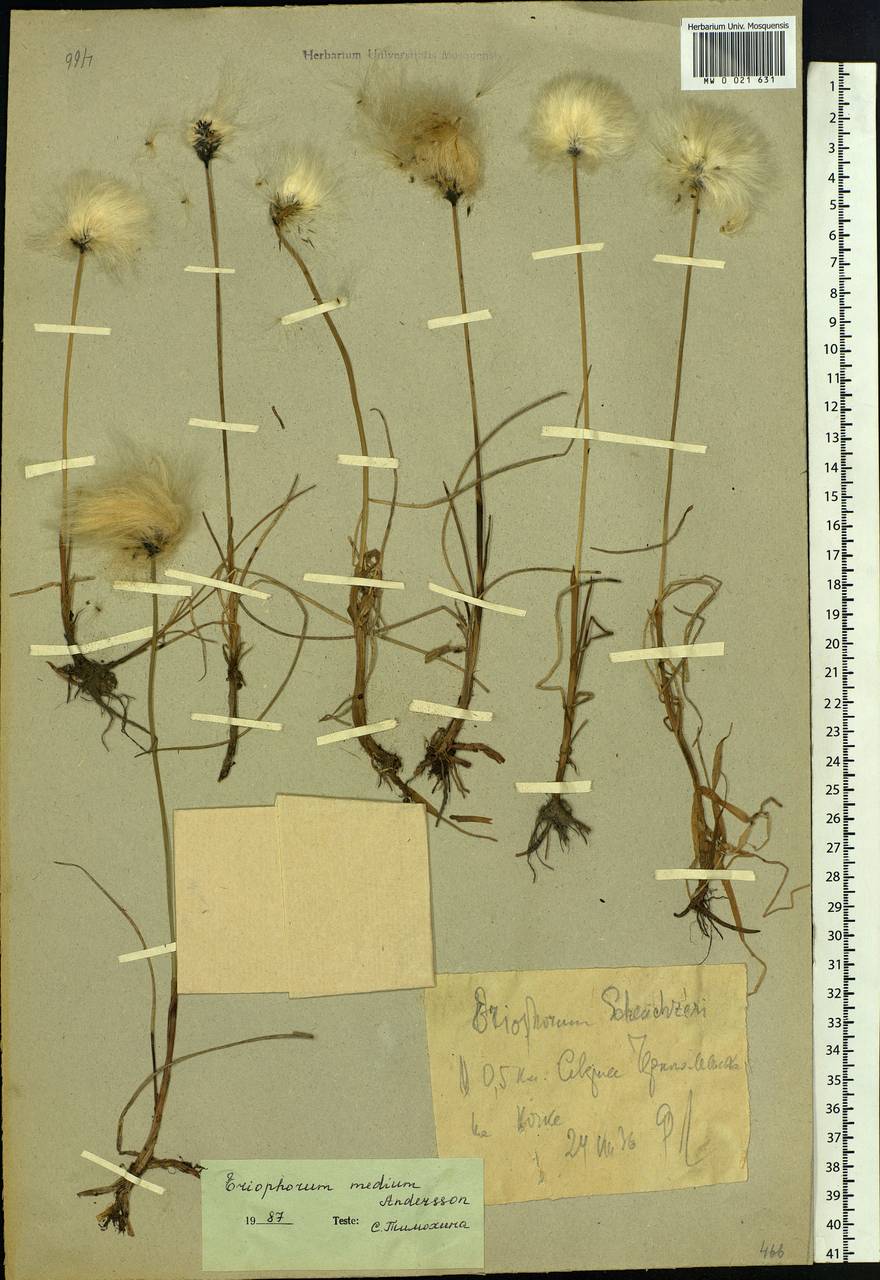 Eriophorum × medium Andersson, Siberia, Western Siberia (S1) (Russia)