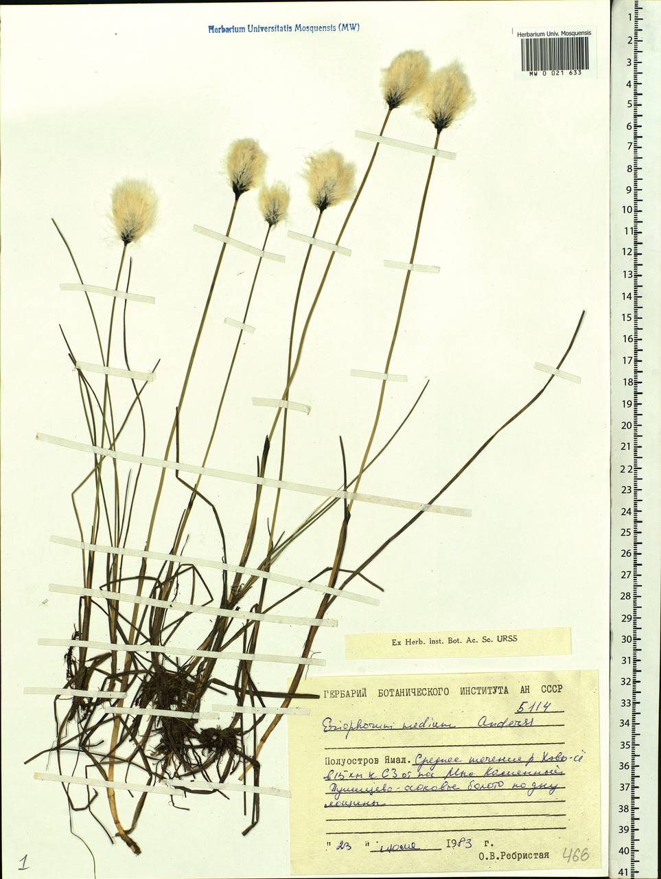 Eriophorum medium Andersson, Siberia, Western Siberia (S1) (Russia)