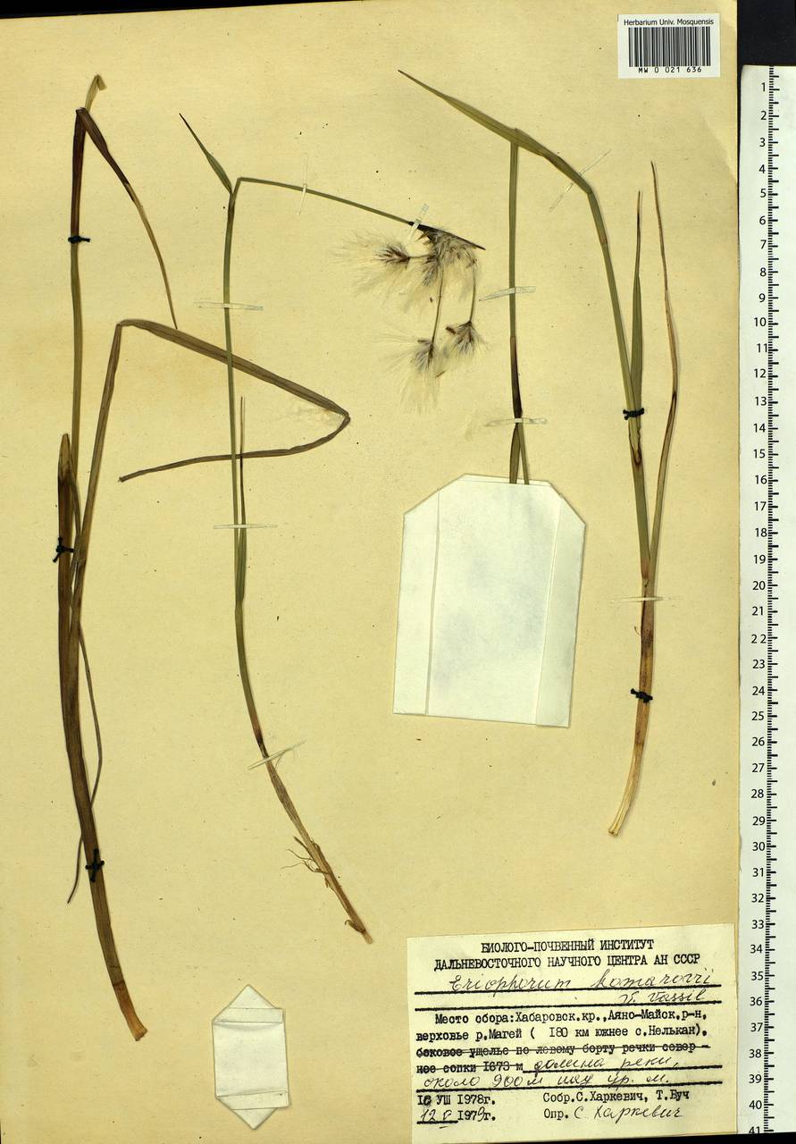 Eriophorum angustifolium subsp. komarovii (V.N.Vassil.) Vorosch., Siberia, Russian Far East (S6) (Russia)