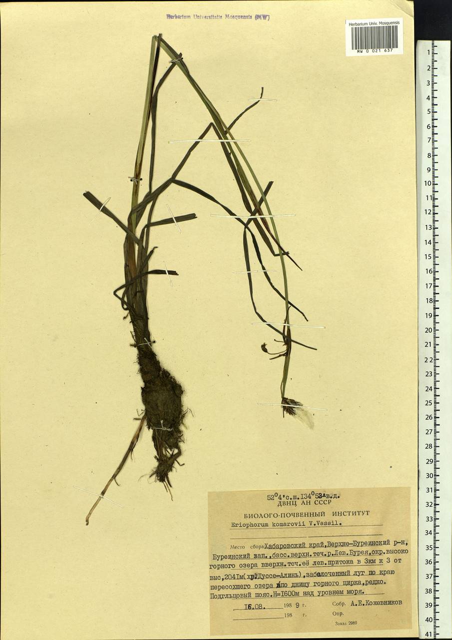 Eriophorum angustifolium subsp. komarovii (V.N.Vassil.) Vorosch., Siberia, Russian Far East (S6) (Russia)