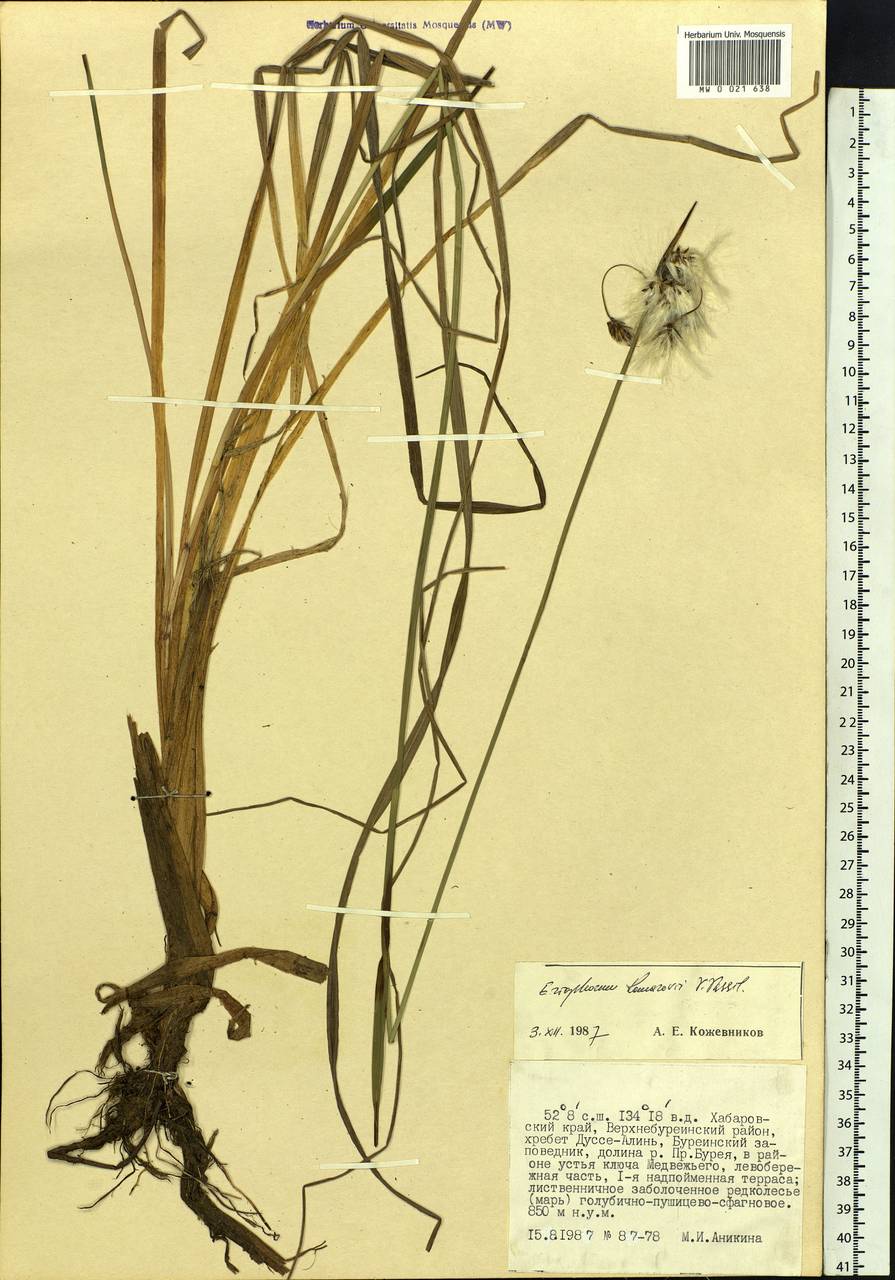 Eriophorum angustifolium subsp. komarovii (V.N.Vassil.) Vorosch., Siberia, Russian Far East (S6) (Russia)