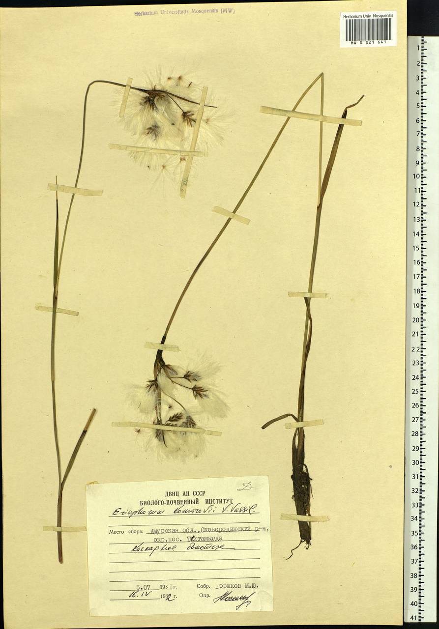 Eriophorum angustifolium subsp. komarovii (V.N.Vassil.) Vorosch., Siberia, Russian Far East (S6) (Russia)