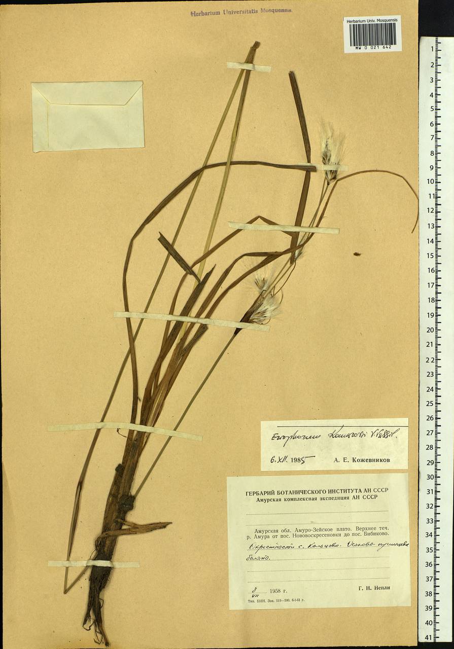 Eriophorum angustifolium subsp. komarovii (V.N.Vassil.) Vorosch., Siberia, Russian Far East (S6) (Russia)