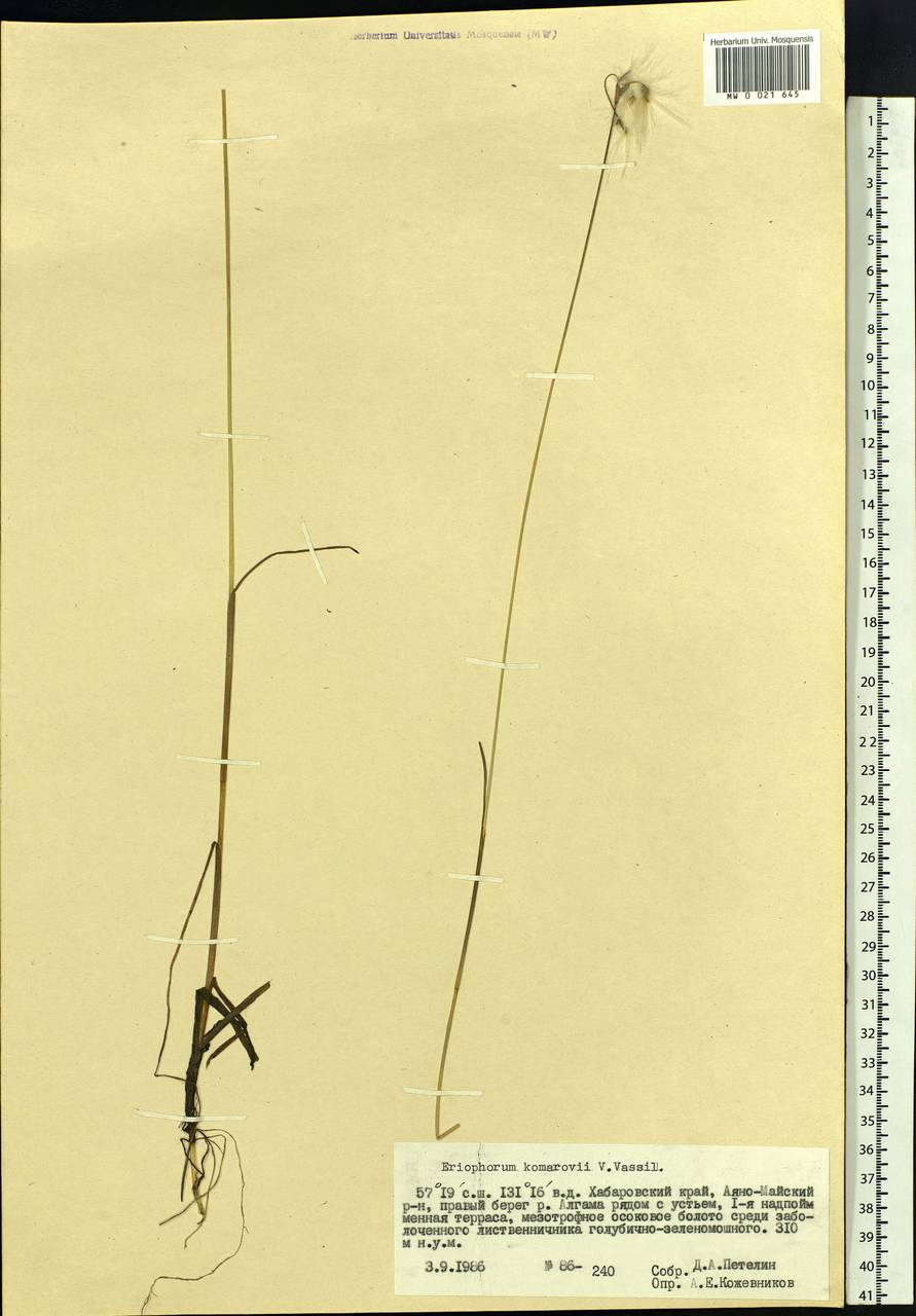 Eriophorum angustifolium subsp. komarovii (V.N.Vassil.) Vorosch., Siberia, Russian Far East (S6) (Russia)