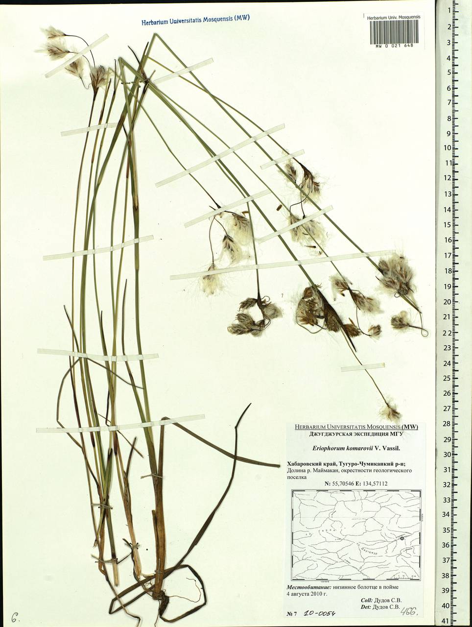 Eriophorum angustifolium subsp. komarovii (V.N.Vassil.) Vorosch., Siberia, Russian Far East (S6) (Russia)