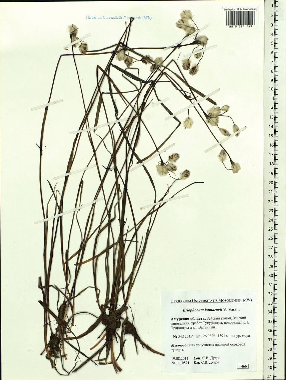 Eriophorum angustifolium subsp. komarovii (V.N.Vassil.) Vorosch., Siberia, Russian Far East (S6) (Russia)