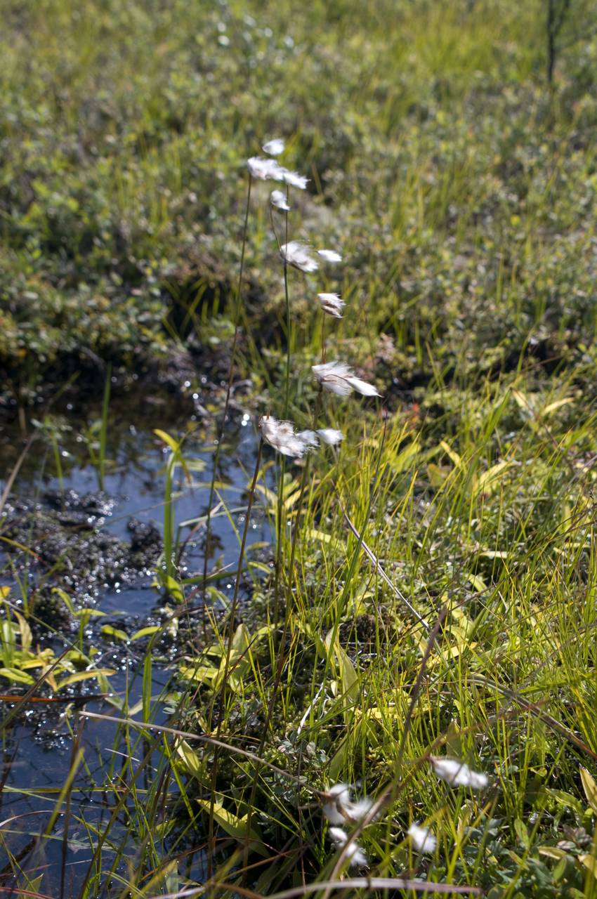 Eriophorum angustifolium subsp. komarovii (V.N.Vassil.) Vorosch., Siberia, Russian Far East (S6) (Russia)