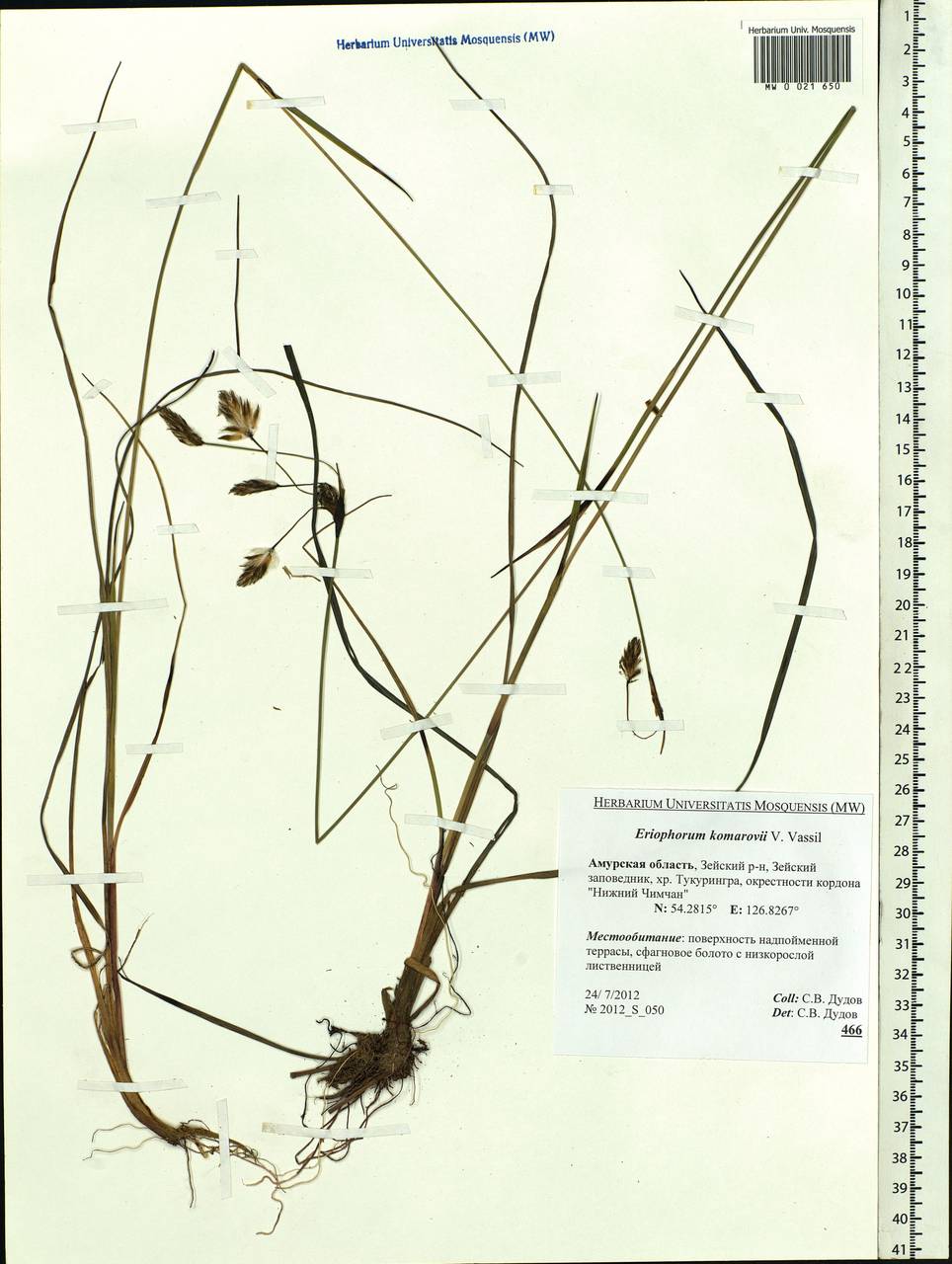 Eriophorum angustifolium subsp. komarovii (V.N.Vassil.) Vorosch., Siberia, Russian Far East (S6) (Russia)