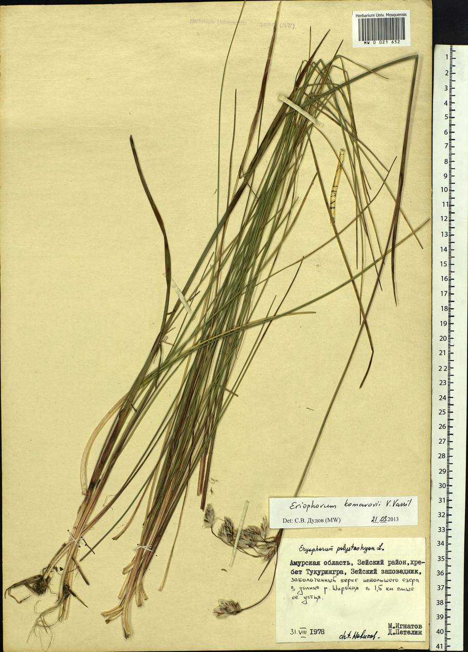 Eriophorum angustifolium subsp. komarovii (V.N.Vassil.) Vorosch., Siberia, Russian Far East (S6) (Russia)