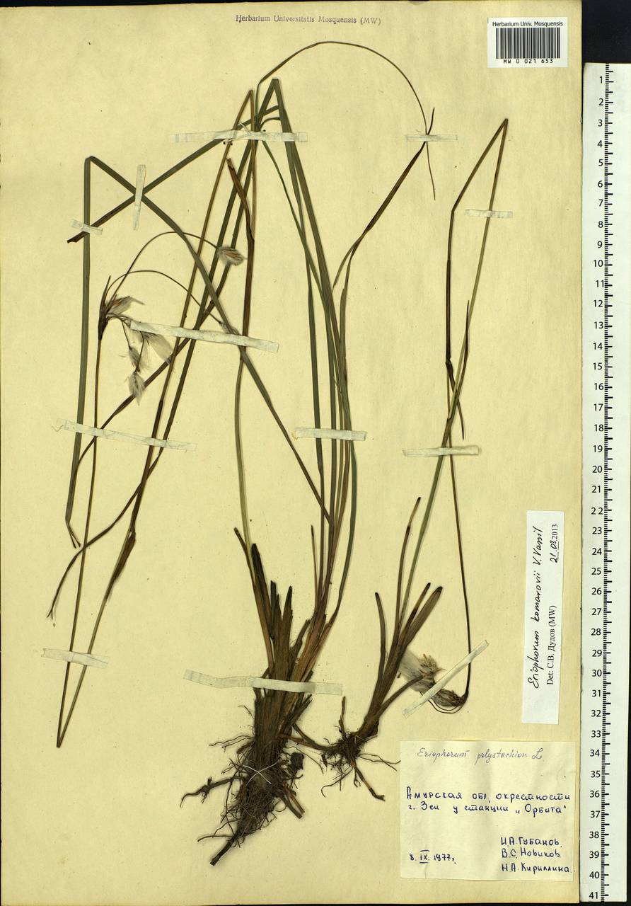 Eriophorum angustifolium subsp. komarovii (V.N.Vassil.) Vorosch., Siberia, Russian Far East (S6) (Russia)