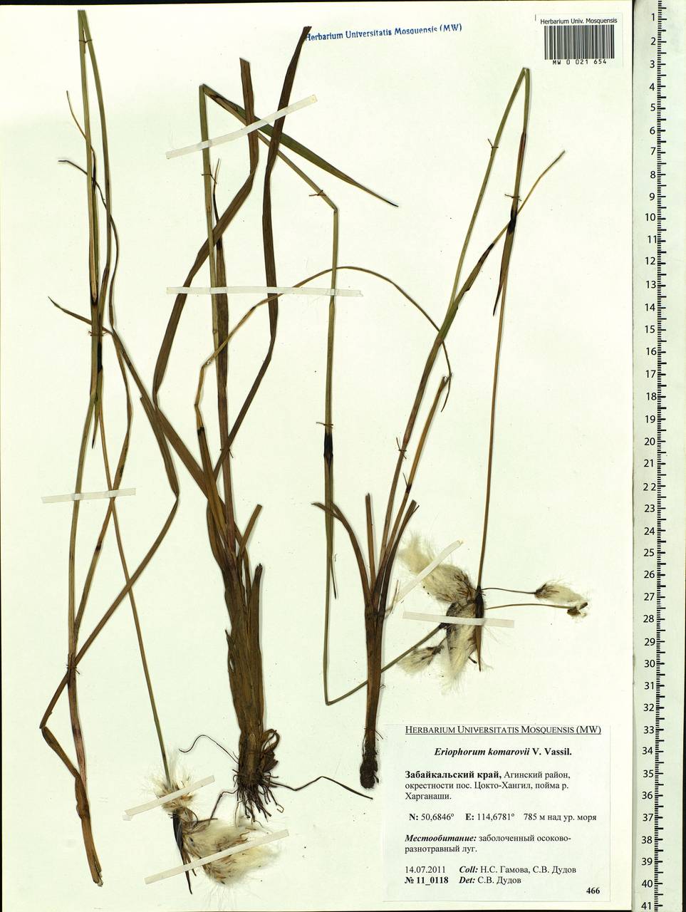 Eriophorum angustifolium subsp. komarovii (V.N.Vassil.) Vorosch., Siberia, Baikal & Transbaikal region (S4) (Russia)