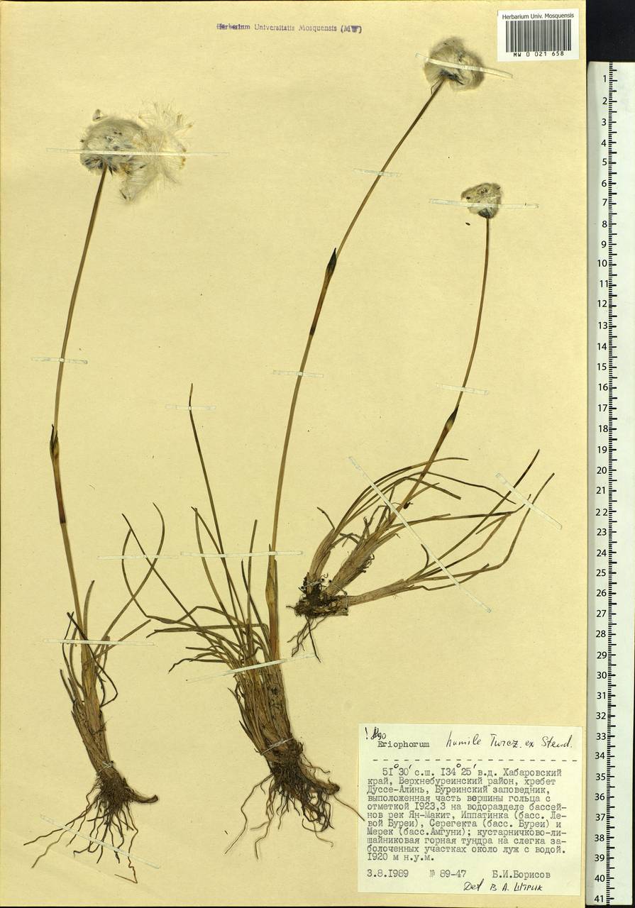 Eriophorum humile Turcz., Siberia, Russian Far East (S6) (Russia)