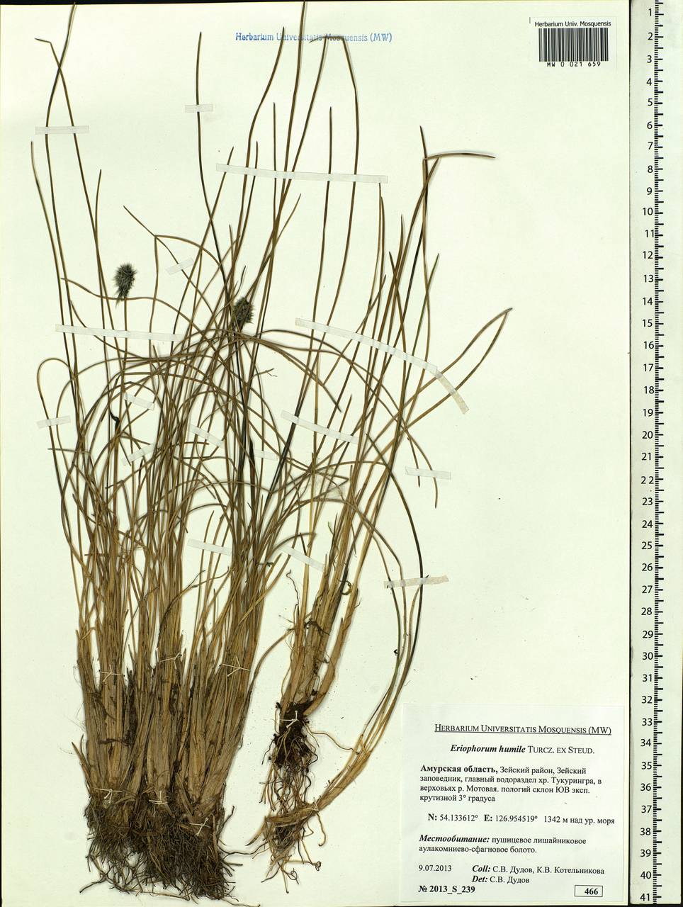 Eriophorum humile Turcz., Siberia, Russian Far East (S6) (Russia)