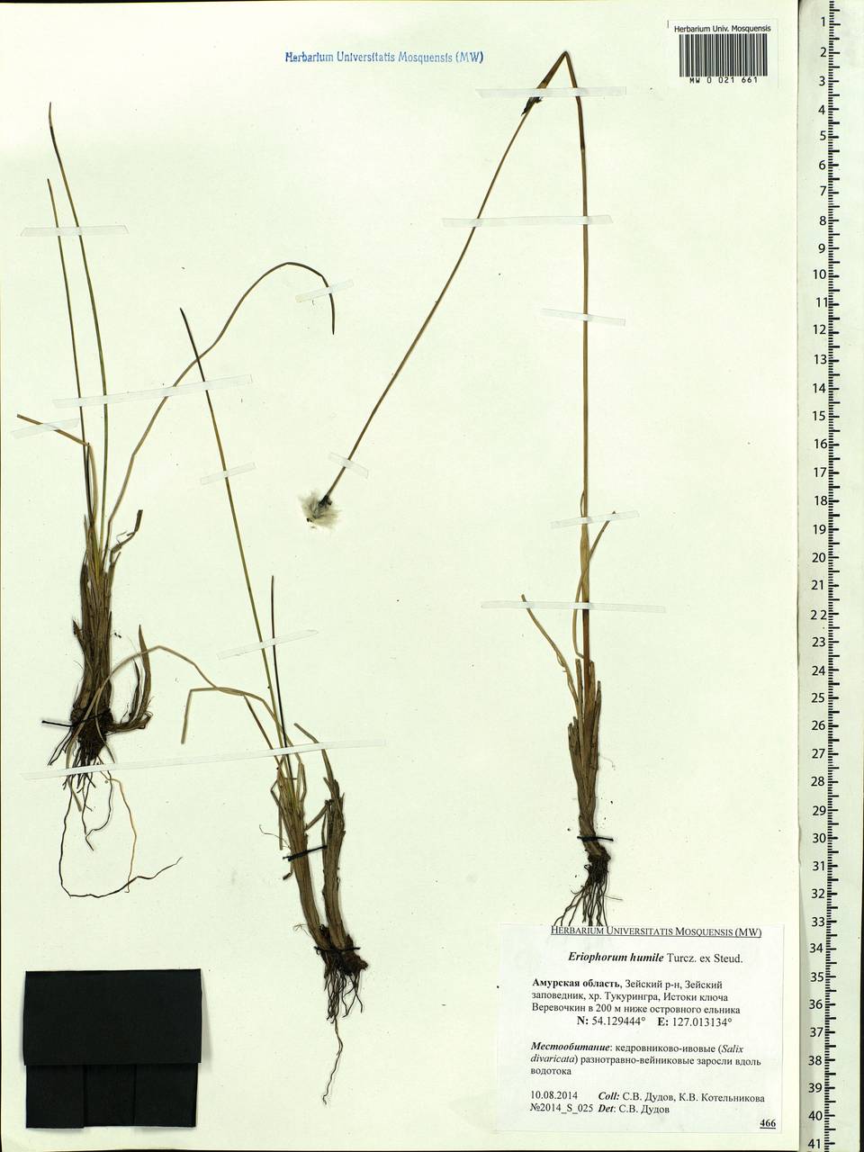 Eriophorum humile Turcz., Siberia, Russian Far East (S6) (Russia)