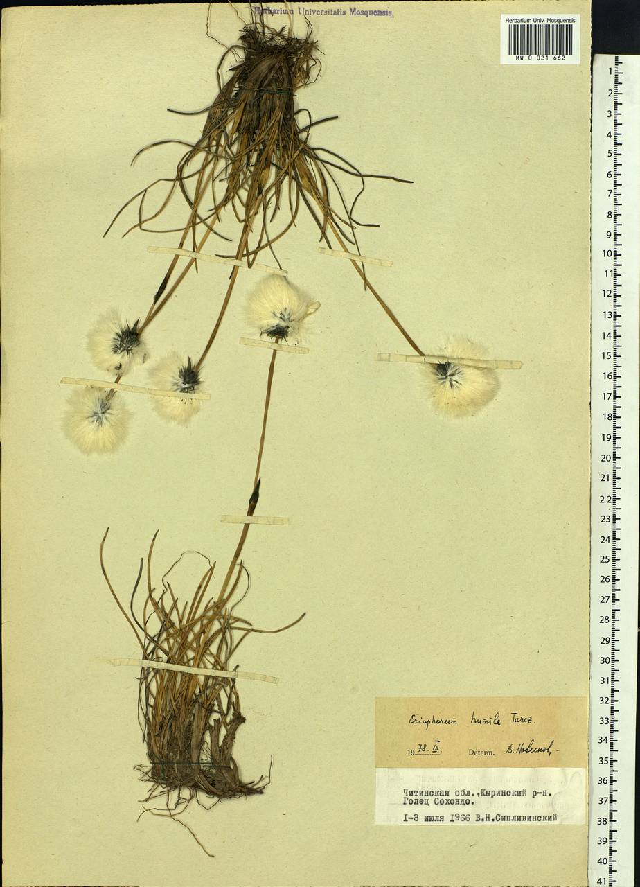 Eriophorum humile Turcz., Siberia, Baikal & Transbaikal region (S4) (Russia)