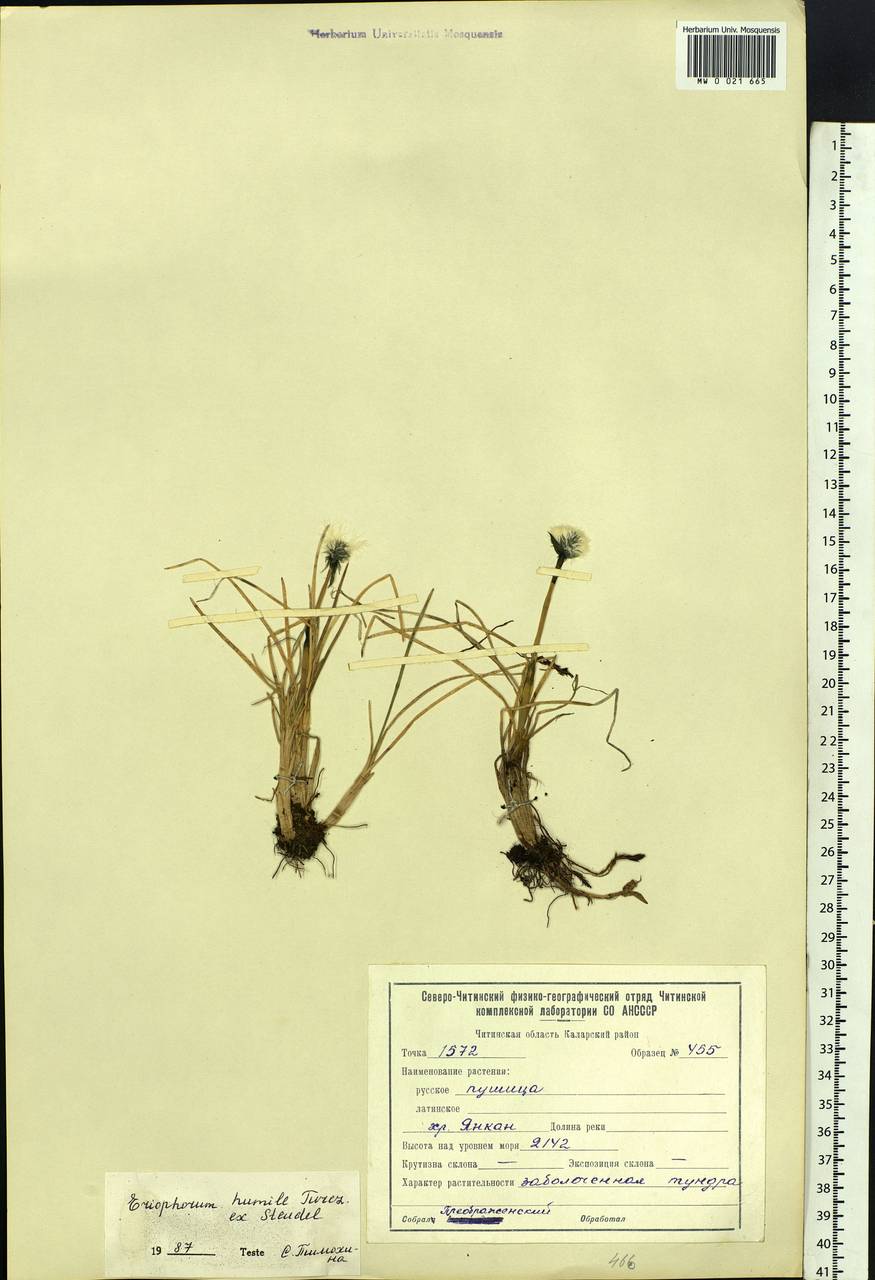 Eriophorum humile Turcz., Siberia, Baikal & Transbaikal region (S4) (Russia)
