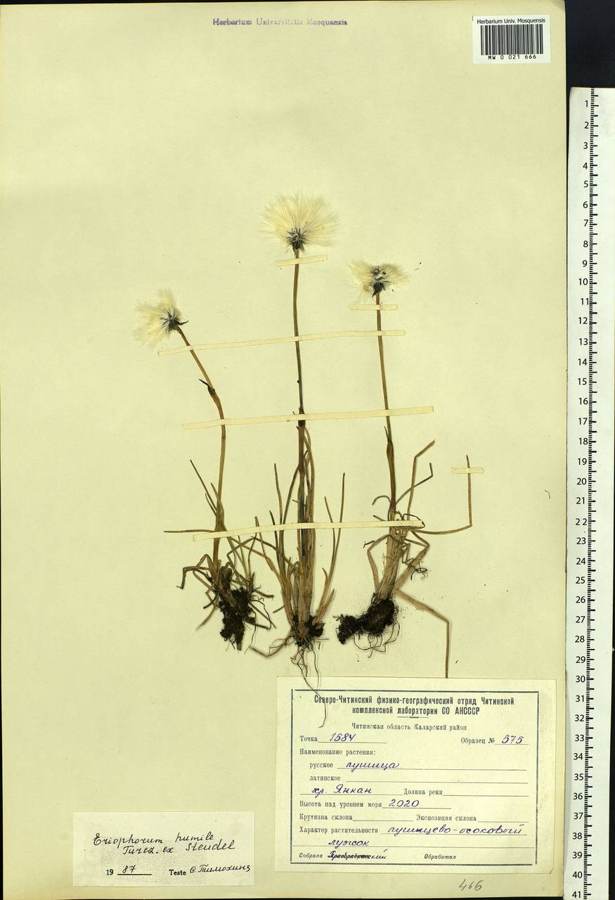 Eriophorum humile Turcz., Siberia, Baikal & Transbaikal region (S4) (Russia)