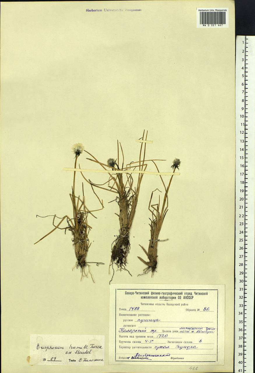 Eriophorum humile Turcz., Siberia, Baikal & Transbaikal region (S4) (Russia)