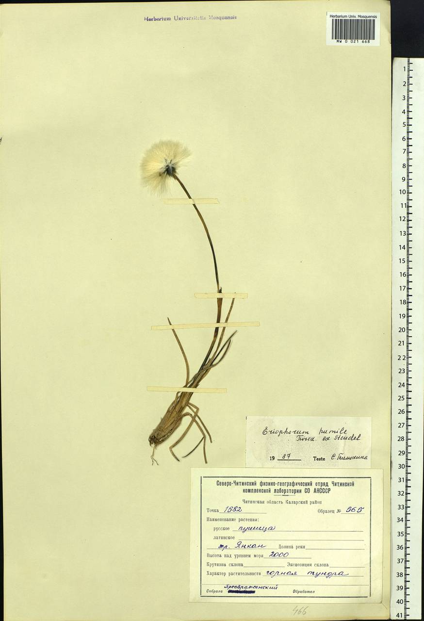 Eriophorum humile Turcz., Siberia, Baikal & Transbaikal region (S4) (Russia)