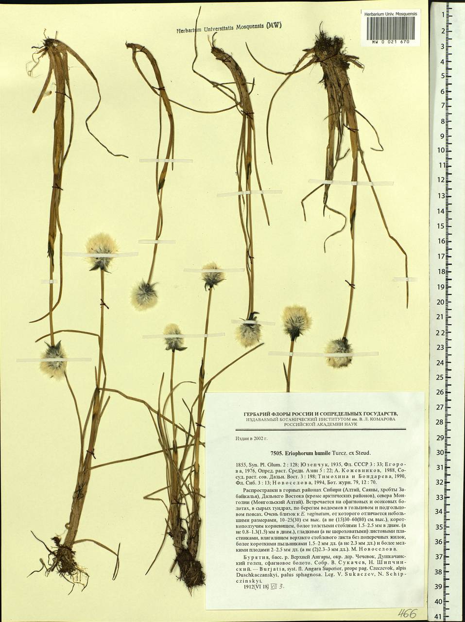 Eriophorum humile Turcz., Siberia, Baikal & Transbaikal region (S4) (Russia)