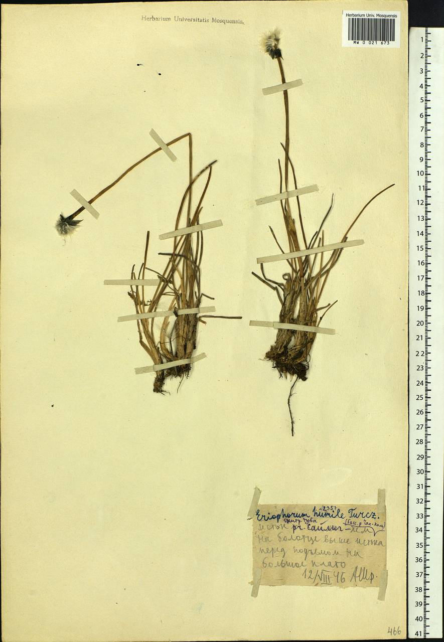 Eriophorum humile Turcz., Siberia, Altai & Sayany Mountains (S2) (Russia)