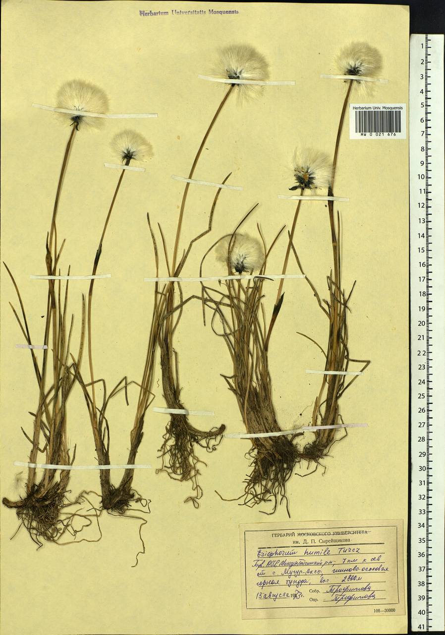 Eriophorum humile Turcz., Siberia, Altai & Sayany Mountains (S2) (Russia)