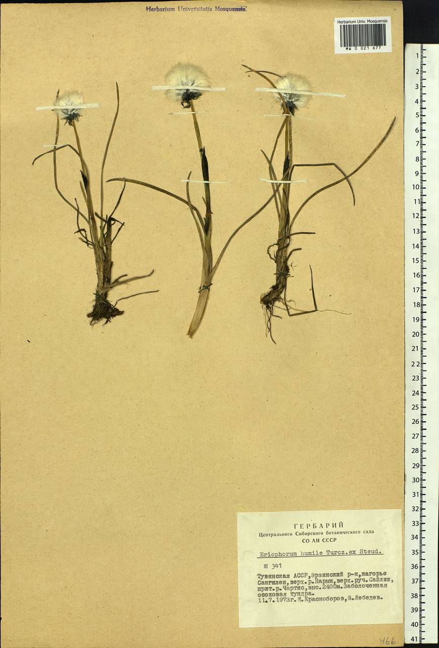 Eriophorum humile Turcz., Siberia, Altai & Sayany Mountains (S2) (Russia)